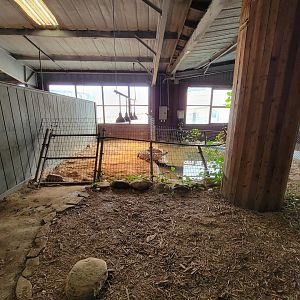 Reptile Lagoon, SOTB - American crocodile