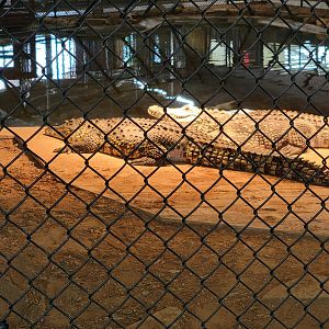 Reptile Lagoon, SOTB - Nile and Nile x Cuban crocodiles