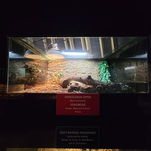 Reptile Lagoon, SOTB - Rhinoceros viper