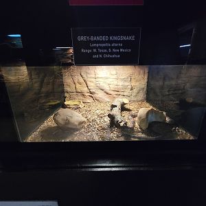 Reptile Lagoon, SOTB - Gray-banded kingsnake