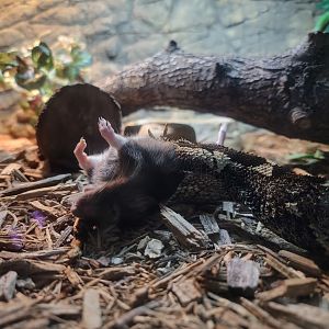 Reptile Lagoon, SOTB - Rhinoceros viper