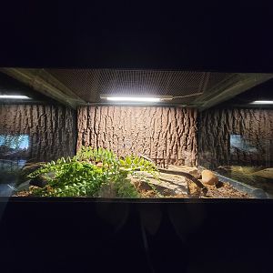 Reptile Lagoon, SOTB - Brown kukri snake