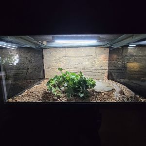 Reptile Lagoon, SOTB - Western hognose