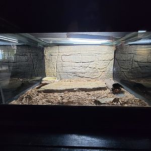 Reptile Lagoon, SOTB - New Mexico milksnake (L. t. celaenops)