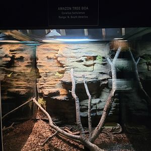 Reptile Lagoon, SOTB - Amazon tree boa