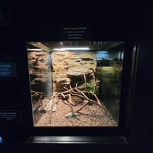 Reptile Lagoon, SOTB - Ridley's beauty snake