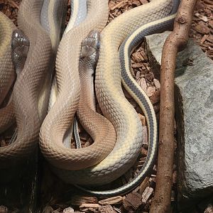 Reptile Lagoon, SOTB - Ridley's beauty snake