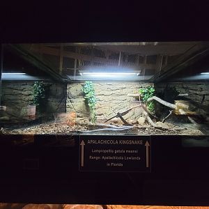 Reptile Lagoon, SOTB - Apalachicola kingsnake (L. g. meansi)