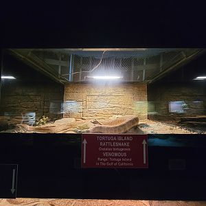Reptile Lagoon, SOTB - Tortuga Island rattlesnake