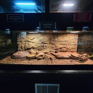Reptile Lagoon, SOTB - Blood python