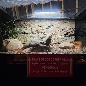 Reptile Lagoon, SOTB - Broad-banded copperhead