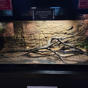 Reptile Lagoon, SOTB - Texas Indigo snake