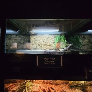 Reptile Lagoon, SOTB - Ball pythons