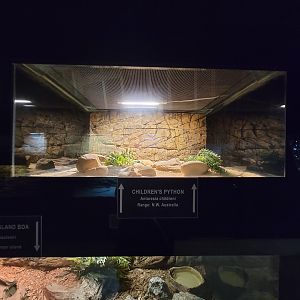Reptile Lagoon, SOTB - Children's python