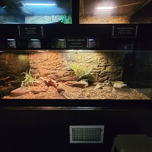 Reptile Lagoon, SOTB - Solomon Islands ground boa