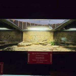 Reptile Lagoon, SOTB - Baja California rattlesnake