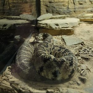 Reptile Lagoon, SOTB - Baja California rattlesnake
