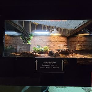 Reptile Lagoon, SOTB - Rainbow boa