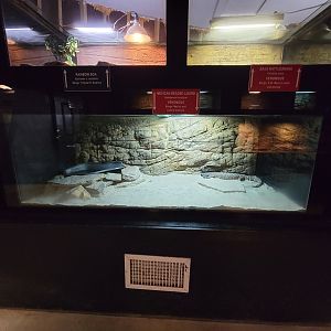 Reptile Lagoon, SOTB - Mexican beaded lizard