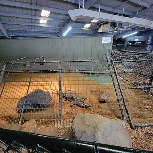 Reptile Lagoon, SOTB - Saltwater x Siamese crocodile