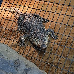 Reptile Lagoon, SOTB - Saltwater x Siamese crocodile