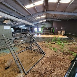 Reptile Lagoon, SOTB - First look at young American alligator pond