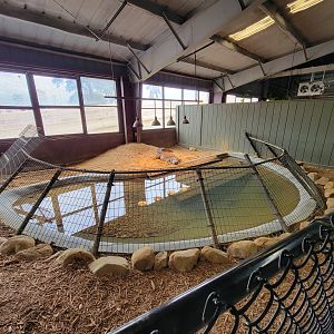 Reptile Lagoon, SOTB - Siamese crocodile