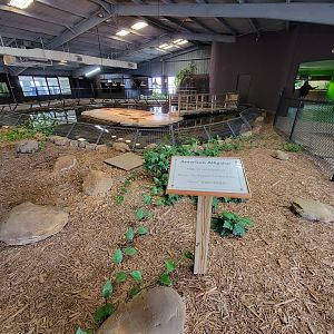 Reptile Lagoon, SOTB - American alligator pond