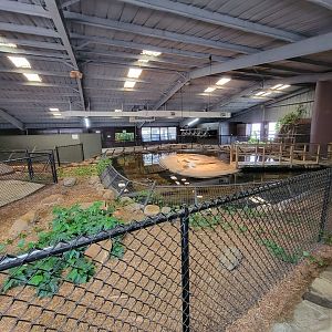 Reptile Lagoon, SOTB - American alligator exhibit