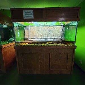 Reptile Lagoon, SOTB - Cuvier's dwarf caiman