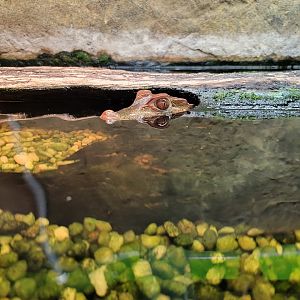 Reptile Lagoon, SOTB - Cuvier's dwarf caiman