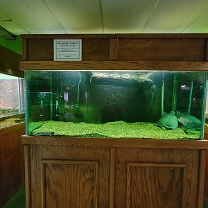 Reptile Lagoon, SOTB - Fly River turtle