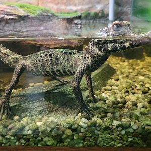 Reptile Lagoon, SOTB - Dwarf crocodile hatchling