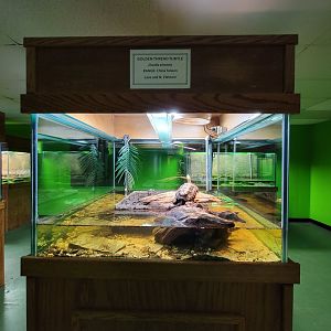 Reptile Lagoon, SOTB - Golden thread turtle