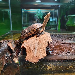 Reptile Lagoon, SOTB - Golden thread turtle