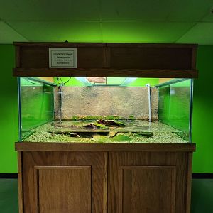 Reptile Lagoon, SOTB - Spectacled caiman