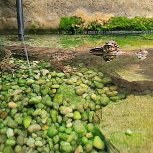 Reptile Lagoon, SOTB - Spectacled caiman