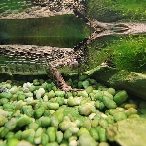 Reptile Lagoon, SOTB - Spectacled caiman