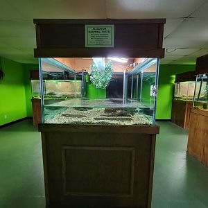 Reptile Lagoon, SOTB - Alligator snapping turtle