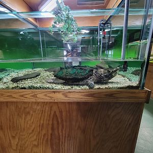 Reptile Lagoon, SOTB - Alligator snapping turtle