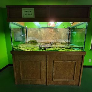 Reptile Lagoon, SOTB - 75% Nile crocodile, 25% Cuban crocodile; missing tail