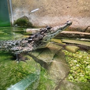 Reptile Lagoon, SOTB - 75% Nile crocodile, 25% Cuban crocodile; missing tail