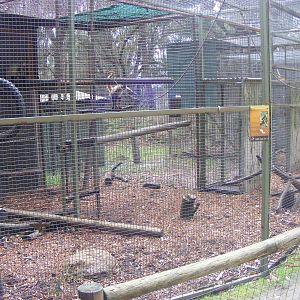 Black-handed Spider Monkey