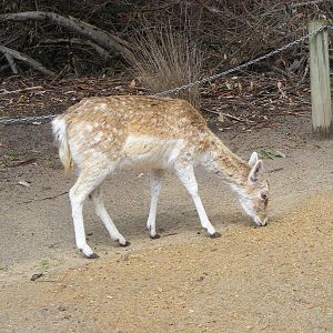 Fallow Deer - September, 2009