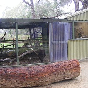 Spotted-tail Quoll Exhibit - September, 2009