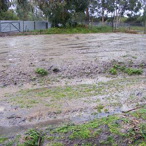 Site of Future Meerkat Enclosure - September, 2009