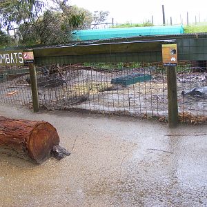 Wombat Exhibits - September, 2009