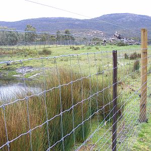 Barbary Sheep Exhibit - September, 2009