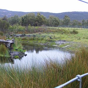 Barbary Sheep Exhibit - September, 2009