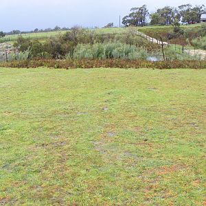Water Buffalo Enclosure - September, 2009